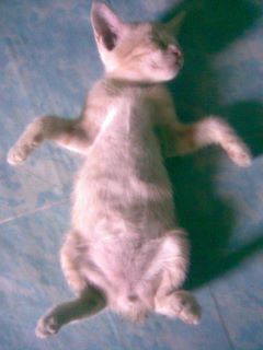 Kucing Lucu  Tidur Terlentang Alam Mentari