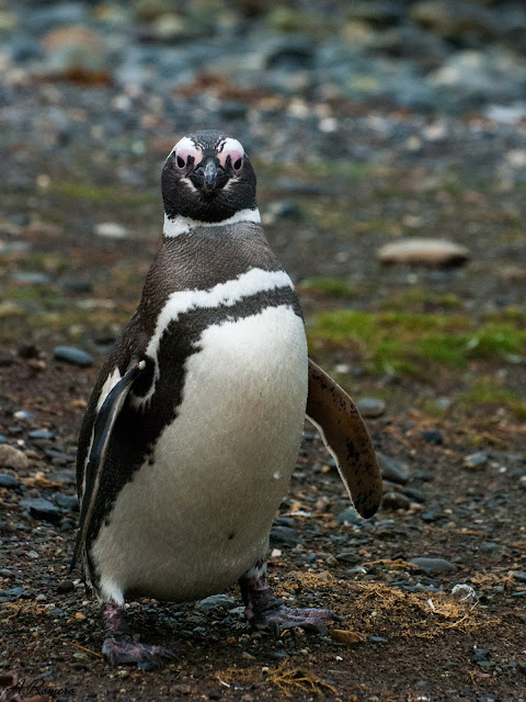 Las patas de los pingüinos se sitúan en el extremo posterior del cuerpo donde, aunque comprometen seriamente su desplazamiento en tierra son extremadamente útiles para hacer de timón durante las inmersiones.