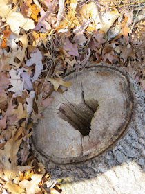 heart shaped hollow in a log