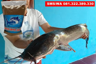 Umpan Pelet Serbuk Paling Cocok Untuk Ikan Lele