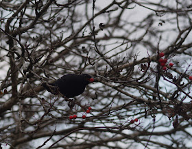 blackbird eating berries