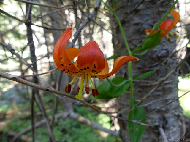 02: bright orange with spots