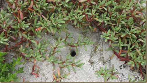 Hutchinson Island_059