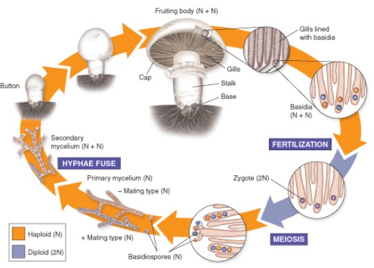 Amy B S Bio Blog Fungi