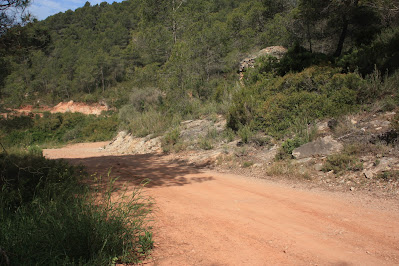 ARBRES SINGULARS A L'ALBÀ-AIGUAMÚRCIA-ALT CAMP, camí de Cal Cortada i barraca de pedra seca a la Solana de Cal Guillem