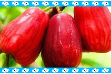✔ Manfaat Jambu Jamaika ( Jambu Bol )