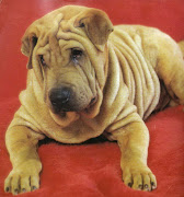 Shar Pei Rescue?