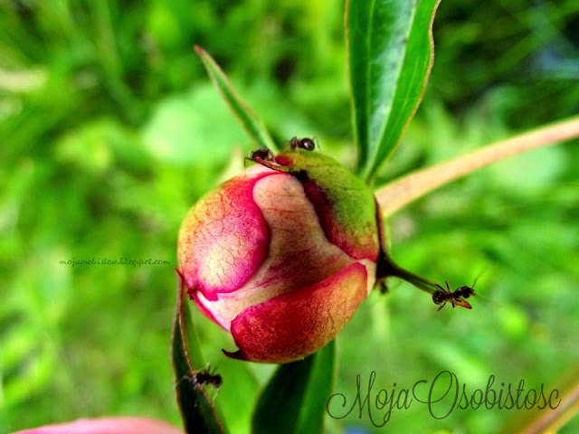 peonie i mrówki