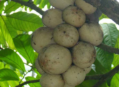 duku fruit pictures