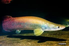 Jenis ikan predator Araipama Gigas