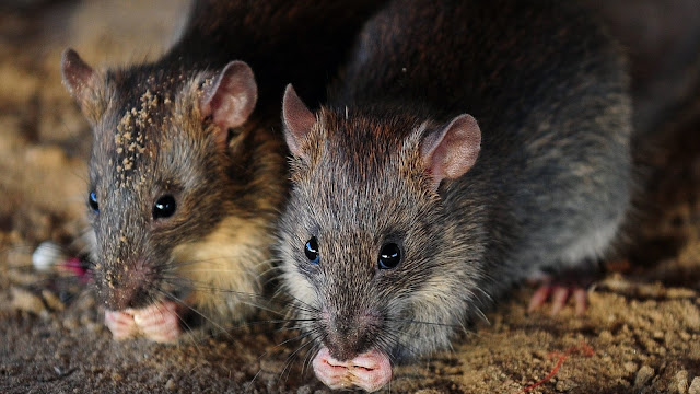 Rats 'eat' 200kg of cannabis seized by police from drug dealers