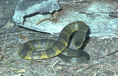 EASTERN TIGER SNAKE-Notechis scutatus scutatus