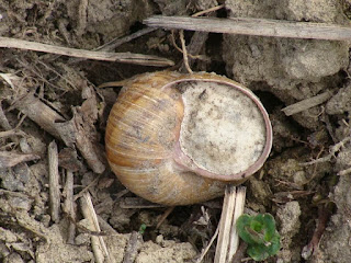 Helix (Helix) pomatia DSC75278