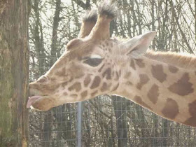 giraffe