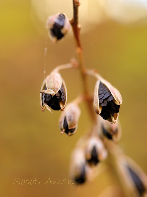 Hosta sieboldiana