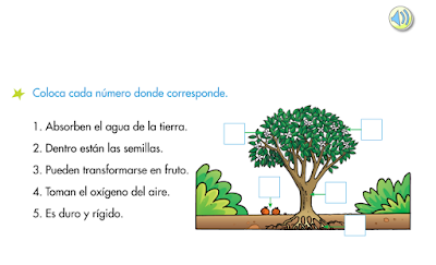 http://www.primerodecarlos.com/SEGUNDO_PRIMARIA/enero/tema1/actividades/CONO/plantas5.swf