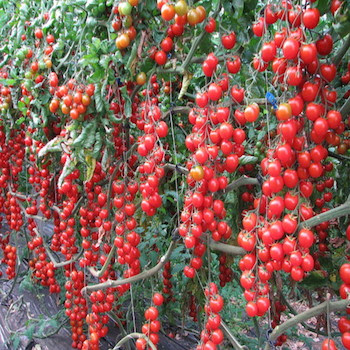 Cà chua được trồng gần nhau thì lá cây sẽ tạo bóng râm che chắn cho quả không bị rám nắng