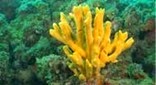 Méditerranée grotte sous-marine axinelle