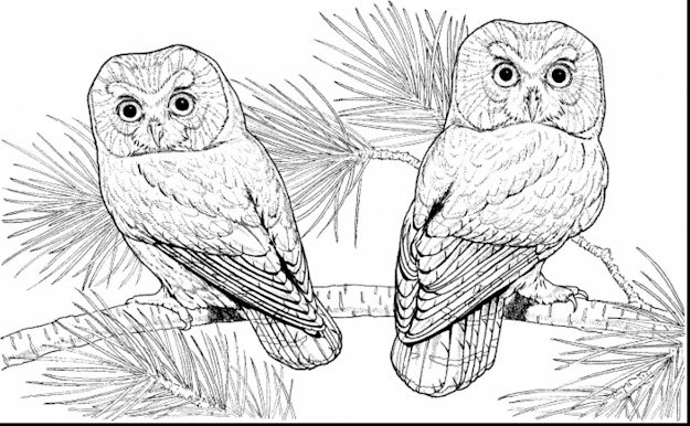 Fabulous Difficult Owl Coloring Pages With Hard Coloring Pages For Adults  And Extremely Hard Coloring Pages