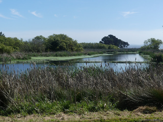 20: more marsh, lots of open water