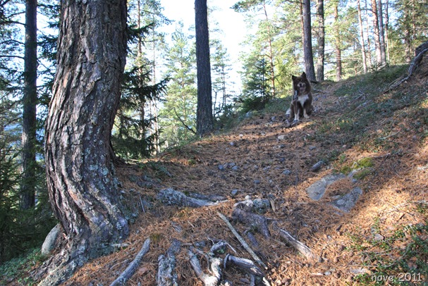 tur 010