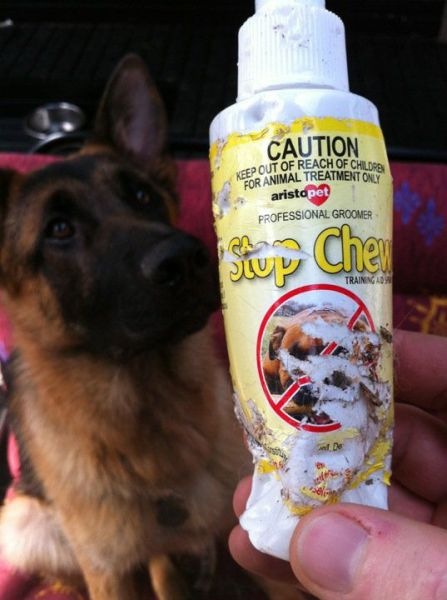 stop chewing