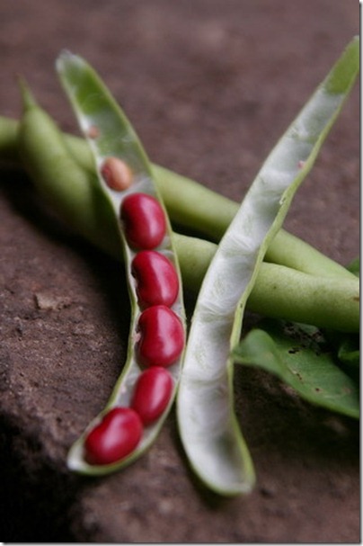 Vigna angularis