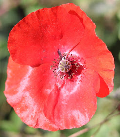 Close-up view of open poppy from above
