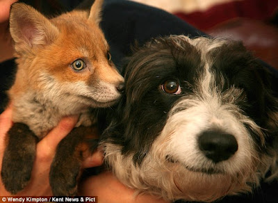 http://animal-lagend.blogspot.com/