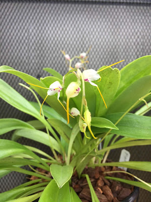 Masdevallia pulcherrima care and culture