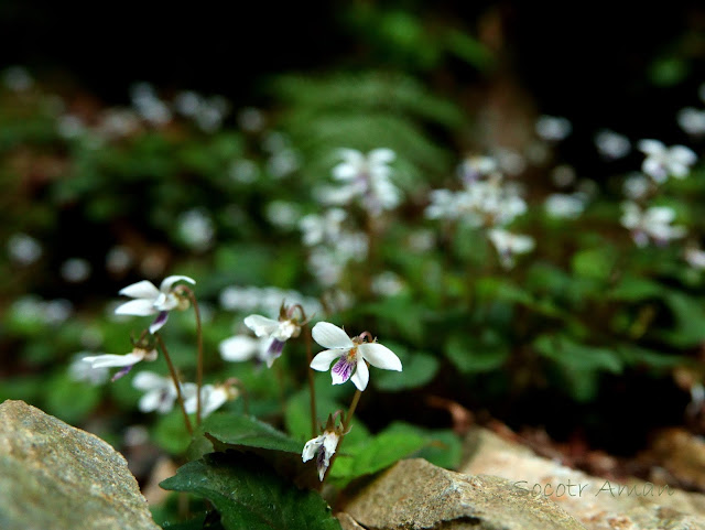 Viola maximowicziana