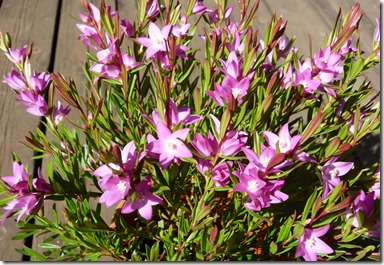 P1040650
