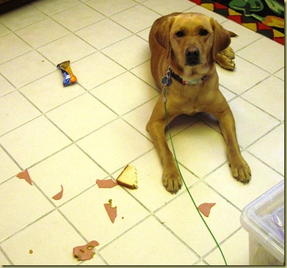 Wendy in a down stay avoiding many pieces of meat and a slice of bread.  Good girl!