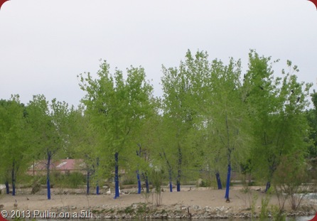 The Blue Bark Trees of Alburqurque