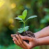 protect the environment world Plant a tree 