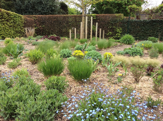 Onze tuin eind april als alles weer begint te groeien met vergeetmijnietjes en Euphorbia (blauwe druifjes zijn hier al uitgebloeid)