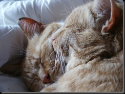 Bild 010