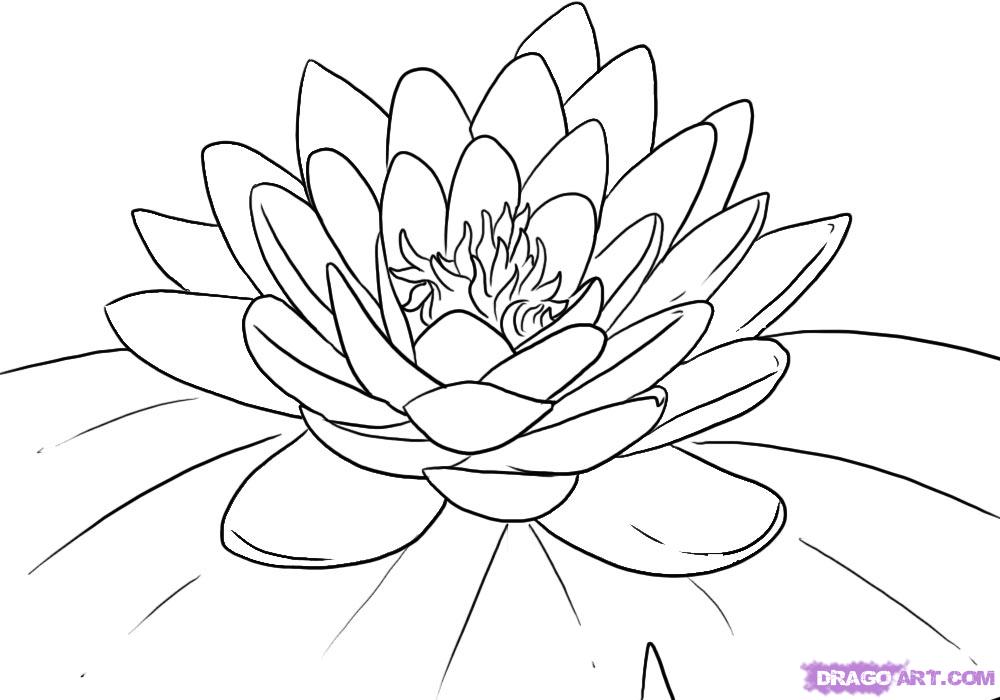 Inkspired musings: The Language of Flowers - Water Lily