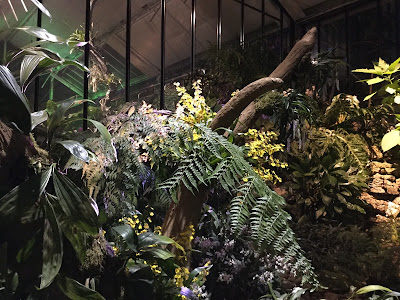 Pic of vegetation inside the Princess of Wales Conservatory at Kew