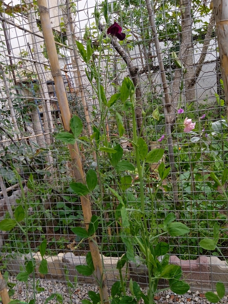 To effectively grow sweet pea plants on a trellis, it is important to position the trellis or support system close to the recently transplanted sweet pea. To guide the vines to climb, gently tie the first few inches of the plant to the support.