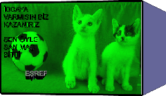 KEDİİİ