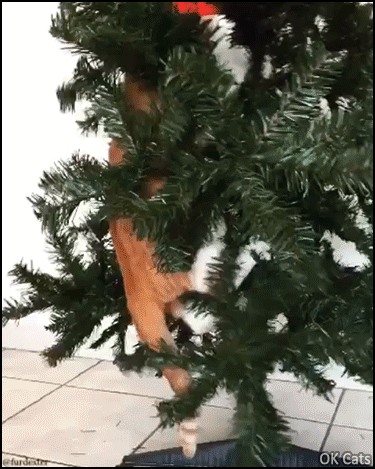 Christmas Cat GIF • Crazy Kitten climbing on Xmas tree, wildly trimming the poor innocent tree [ok-cats.com]