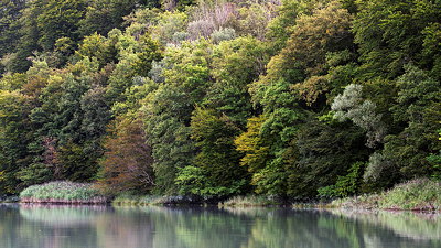 Image of the forest along Rhône river near Arcine.