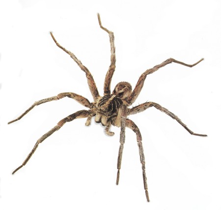 Baby Wolf Spider Pictures. was a wolf spider,