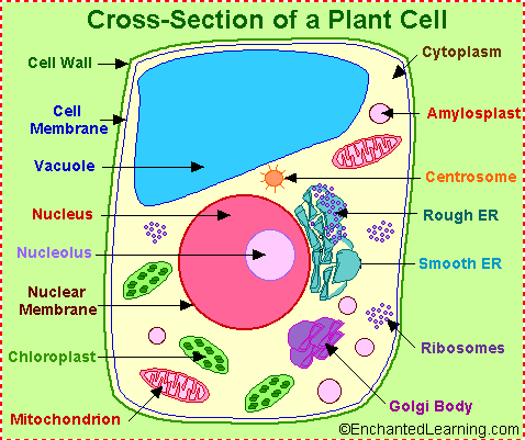 the animal cell organelles