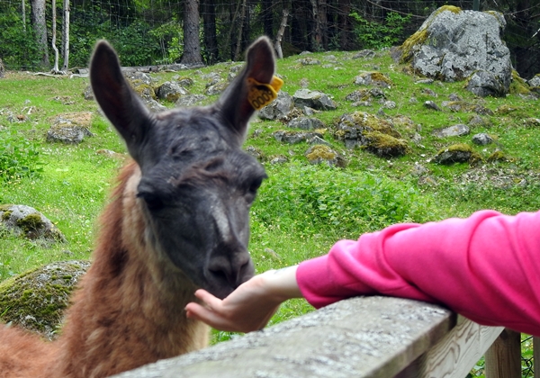 tangen dyrepark