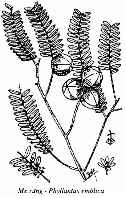 Hình vẽ Cây Me Rừng - Phyllantus emblica - Nguyên liệu làm thuốc Chữa Cảm Sốt