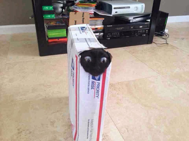 Funny cats - part 81 (40 pics + 10 gifs), cat pics, cat stuck in box