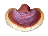 Ganoderma Lucidum