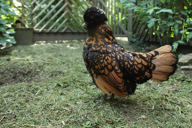 Polish Golden Black-laced polish depigmentation to crest